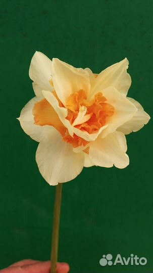 Нарциссы, тюльпаны на срез