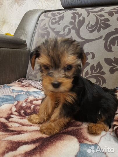 Йоркширский терьер щенки