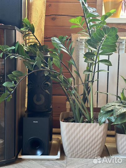 Замиокулькас