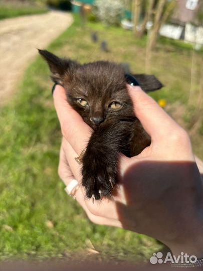 Экспресс линька, груминг собак и кошек