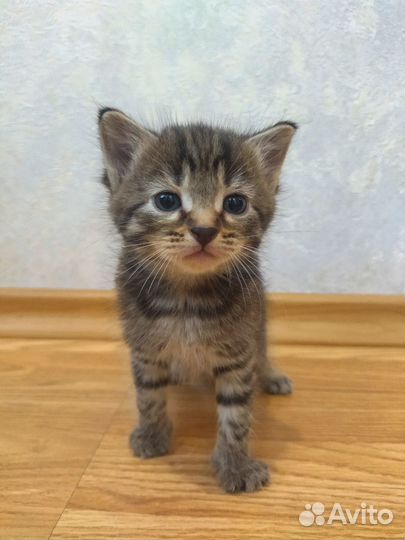 Милые котята