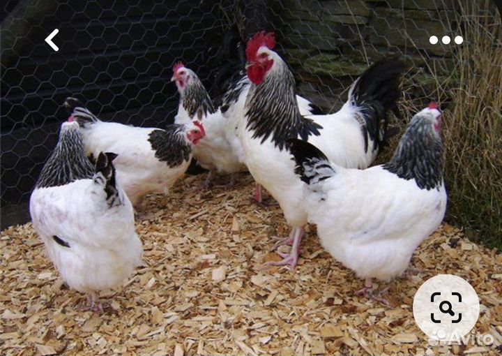 Куры несушки продам