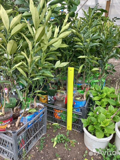 Цитрусовые растения