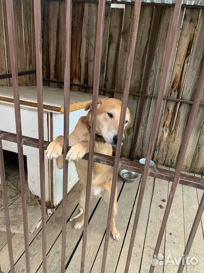 Русская гончая. Вязка