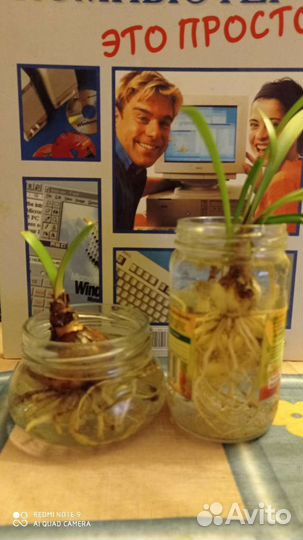 Валлота, комнатное растение