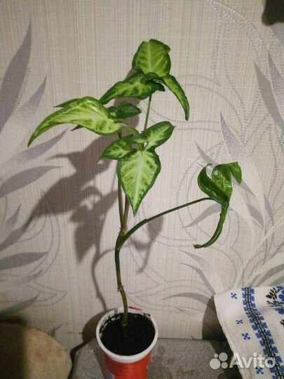 Цветок сингониум