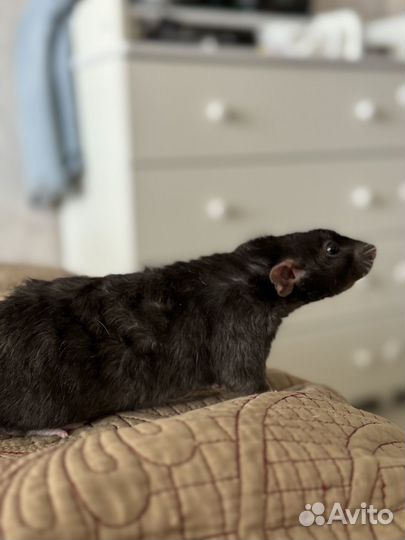 Крыса дамбо с клеткой