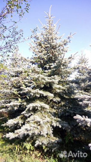 Ель голубая и зеленая колючая, крупномеры