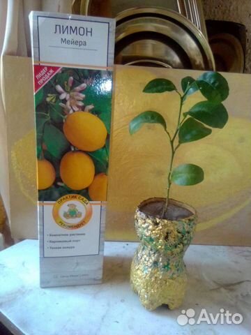 Дерево лимона 1-3 м высотой 