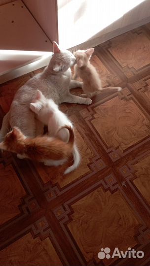 Котята в добрые руки бесплатно