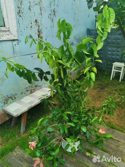 Мандарин комнатный, мандариновое дерево, гибискус