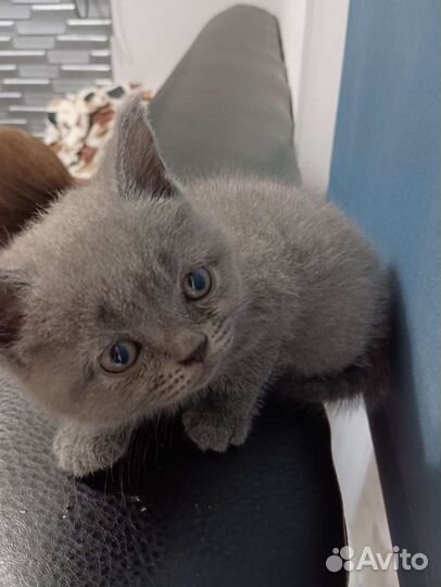 Британская кошка