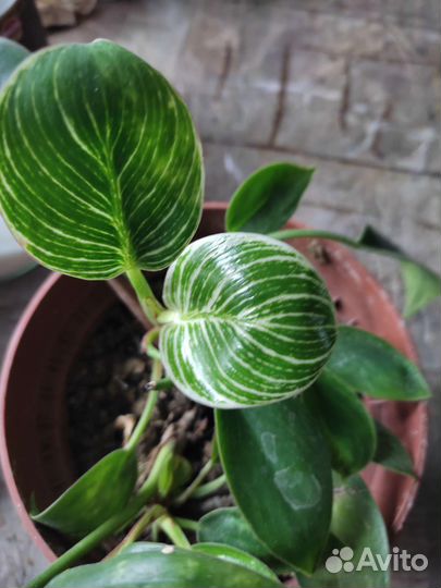 Филодендрон биркин
