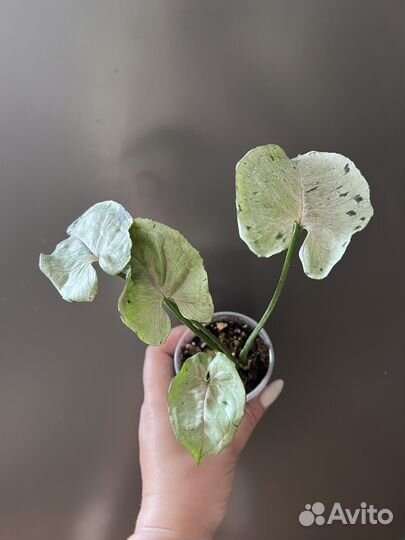 Сингониумы сортовые