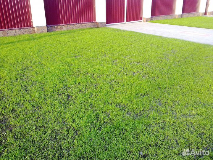 Озеленение участка. Посев газона