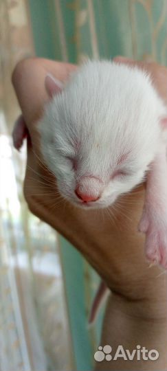 Котята бесплатно