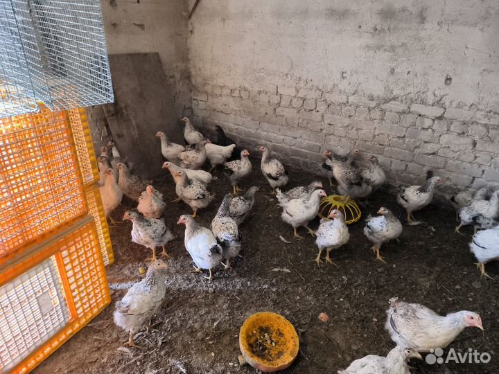 Куры молодки Мастер Грей