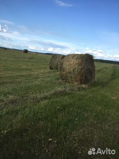 Сено и солома 2023 от производителя. Оптом