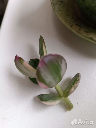 Крассула триколор