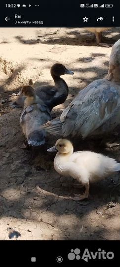 Продоються утята