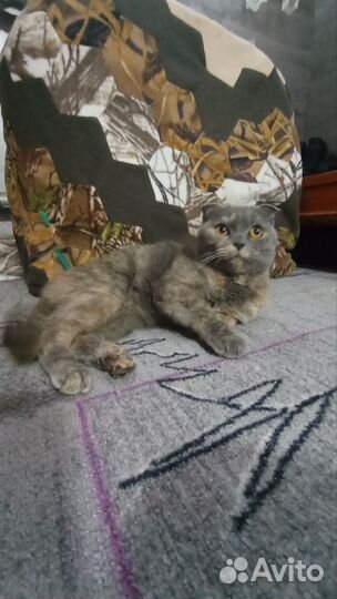 Вислоухая кошка