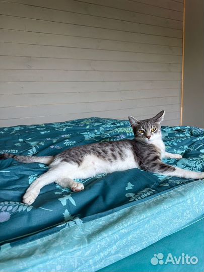 Кошка в добрые руки