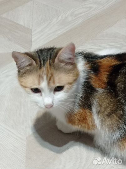 Отдам в добрые руки кошку