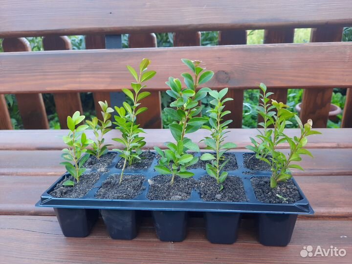 Саженцы самшита (буксуса)