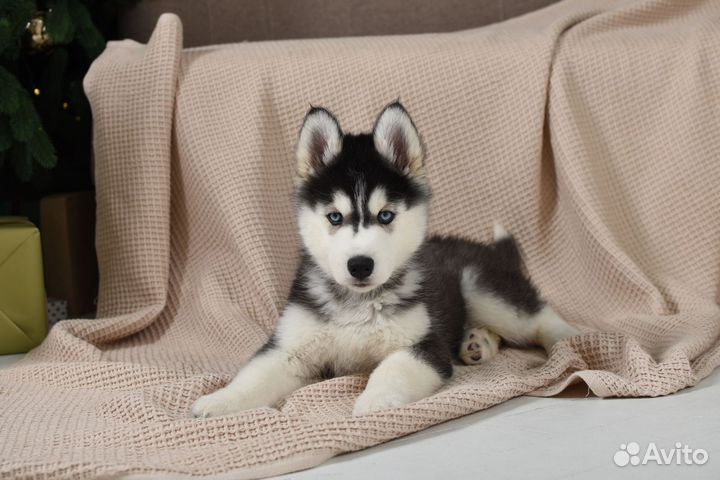 Щенки породы Сибирский хаски