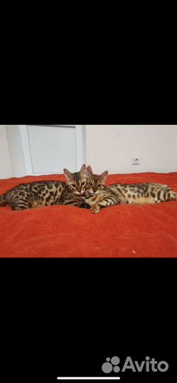 Бенгальские котята с документами