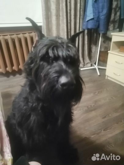 Ризеншнауцер вязка