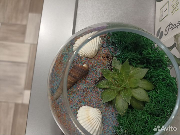 Готовый Флорариум