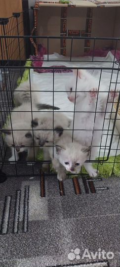Котята