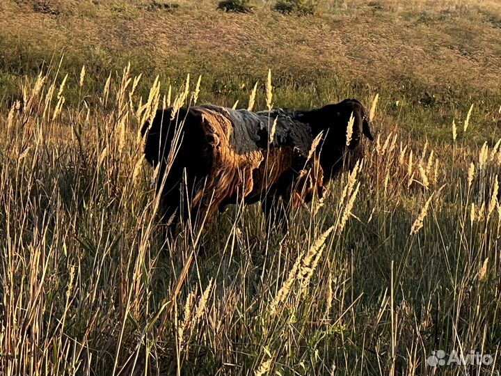 Баран на племя