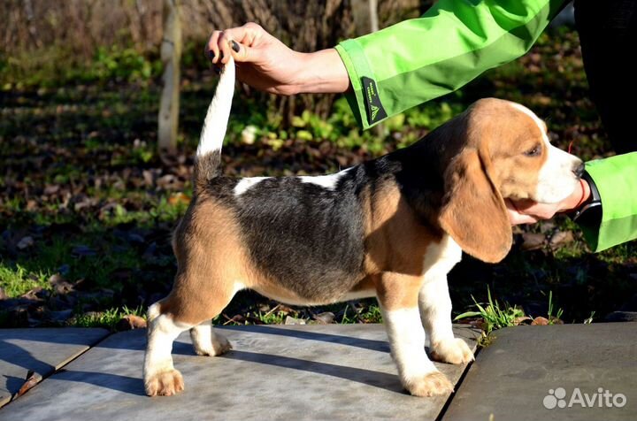 Щенки бигль