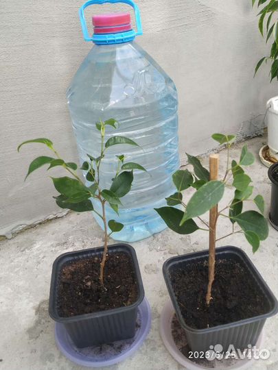 Фикусы бенджамина