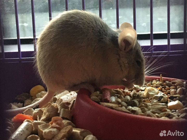 Сатиновая декоративная мышь