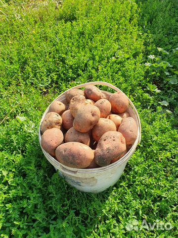 Продажа картофеля купить в Ртищево | Товары для дома и дачи | Авито