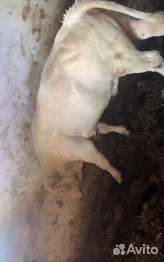 Быки коровы