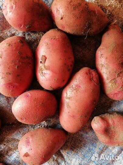 Картошка продажа
