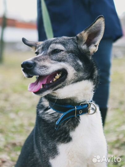 Небольшая собака из приюта ждет хозяина