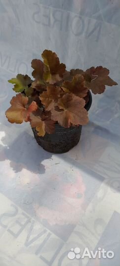 Уличные растения