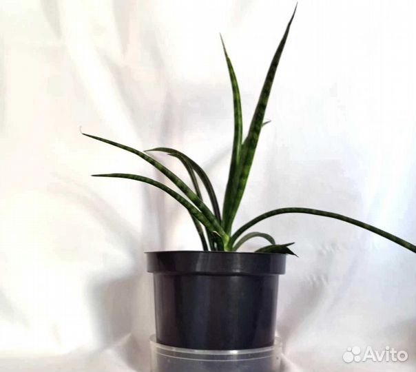 Щучий хвост Сансевиерия