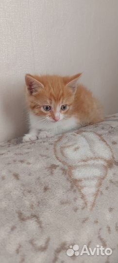 Котик мальчик 3 месяца