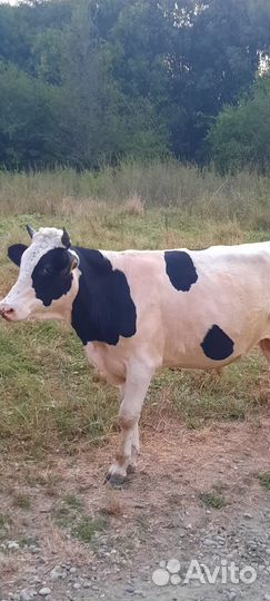 Быки на племя