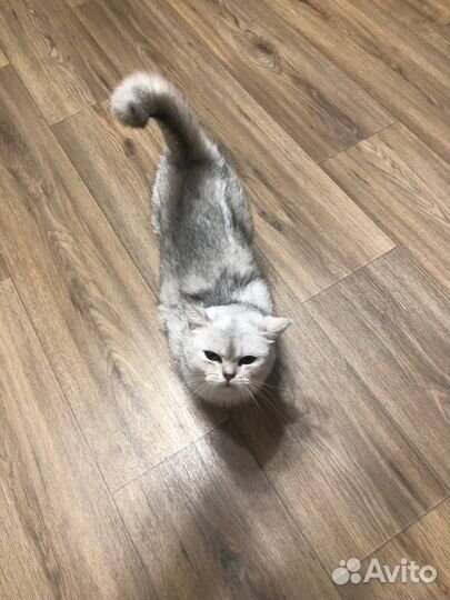 Шотландская