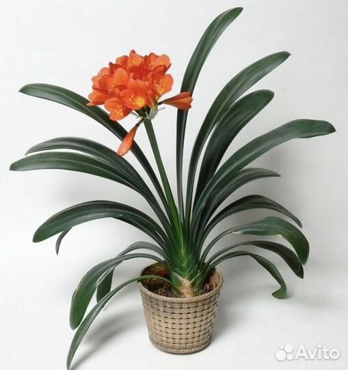 Кливия оранжевая