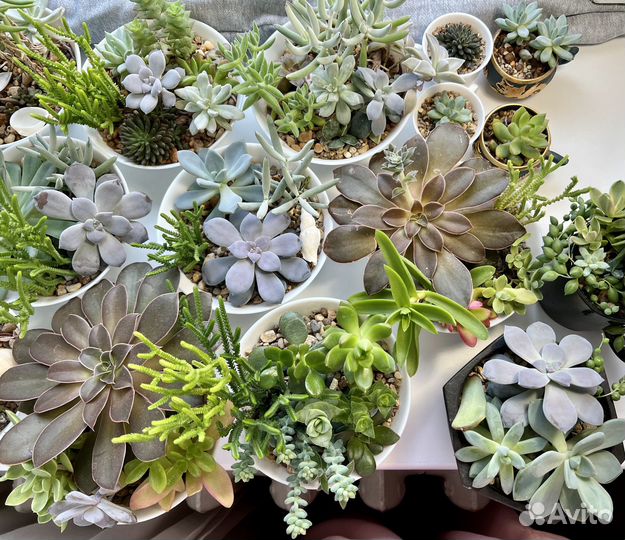 Суккуленты черенки и листья суккулентов почтой