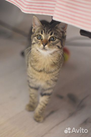 Девочка ищет дом