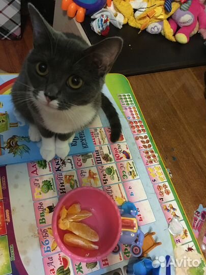 Отдам кошку в хорошие руки